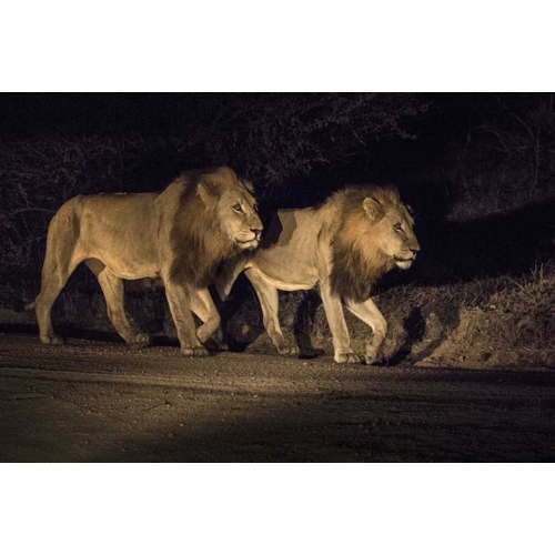 South Africa, Two male lions walking at night